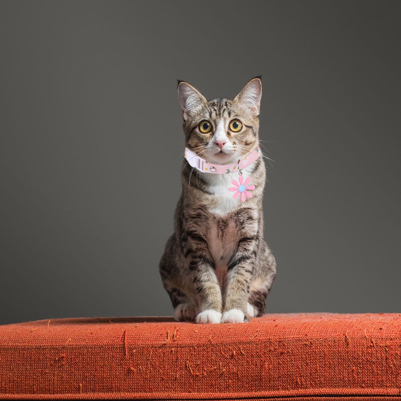 🐾 أطواق قطط بتصميم قابل للتعديل للارتداء اليومي والمناسبات الخاصة - Image 3