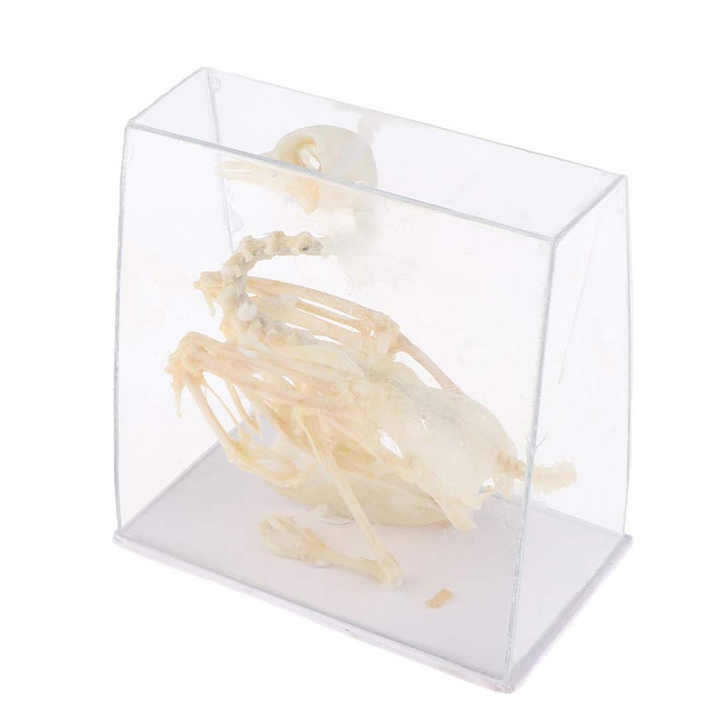 klarako Pigeon Skeleton Biology Teaching Aids Animal - Image 1