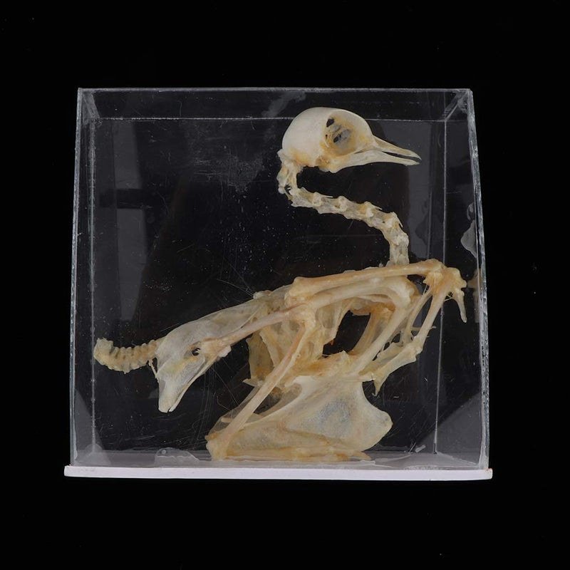 klarako Pigeon Skeleton Biology Teaching Aids Animal - Image 3