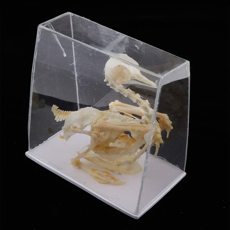 klarako Pigeon Skeleton Biology Teaching Aids Animal - Image 4