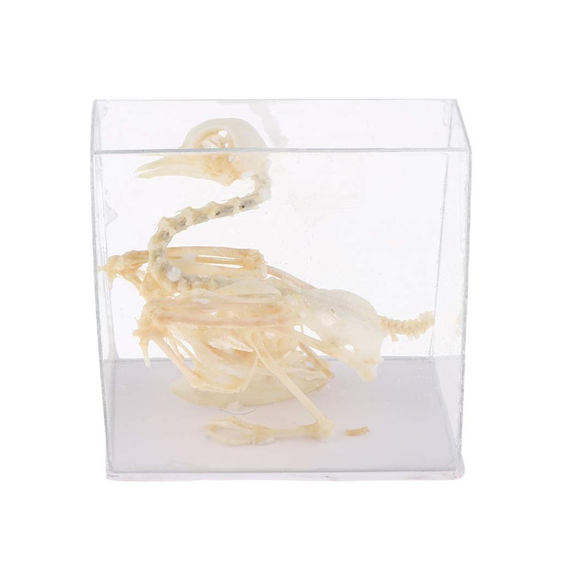 klarako Pigeon Skeleton Biology Teaching Aids Animal - Image 2