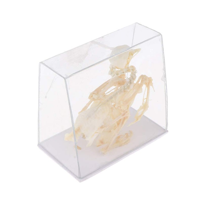 klarako Pigeon Skeleton Biology Teaching Aids Animal - Image 5