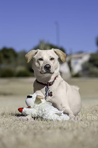 Multipet Lamb Chop 10" (Pack of 3) - Image 3