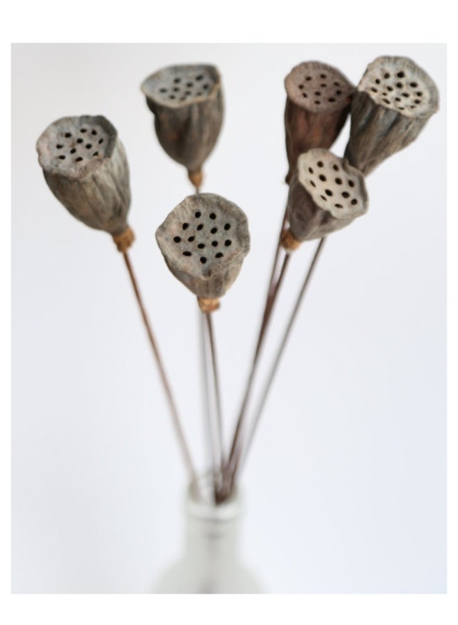 OASIS-TH 10 Pcs Natural Dried Natural Dried Flower Lotus Podsfor Wedding Home Office Party DIY Flower Arrangement - Image 2