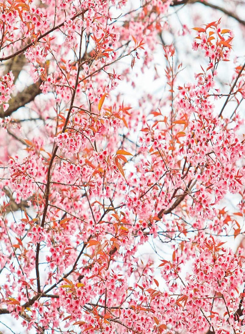 GGOOT 30Pcs Sakura Seeds Planted on The Outdoor Roadside Falling Cherry Blossoms Flowers Exudes A Charming Fragrance Make People Pleasing to The Eye - Image 2