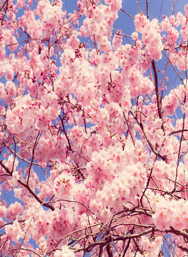 GGOOT 30Pcs Sakura Seeds Planted on The Outdoor Roadside Falling Cherry Blossoms Flowers Exudes A Charming Fragrance Make People Pleasing to The Eye - Image 1