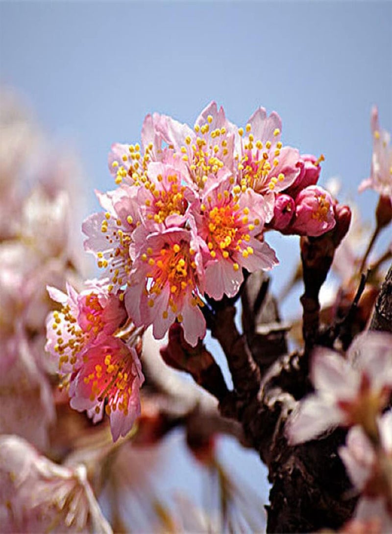 GGOOT 30Pcs Sakura Seeds Planted on The Outdoor Roadside Falling Cherry Blossoms Flowers Exudes A Charming Fragrance Make People Pleasing to The Eye - Image 3