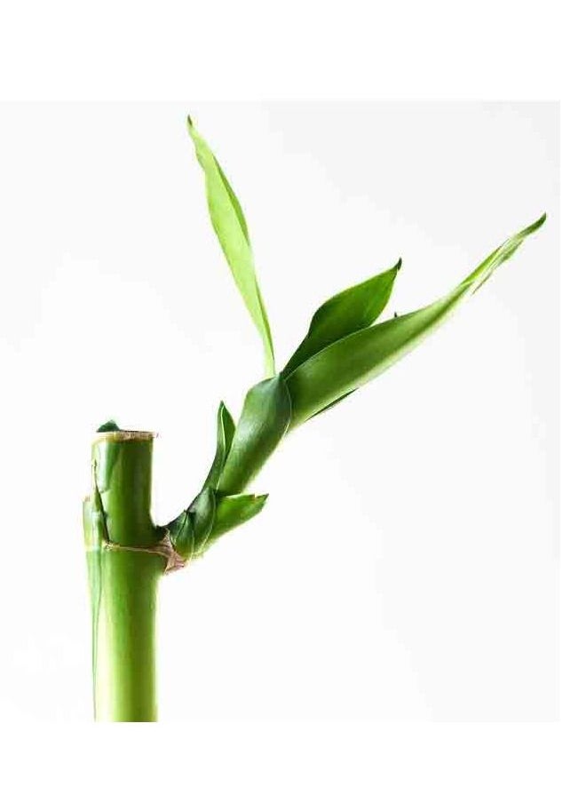 Natural Bamboo Plant 45 cm - pzsku/ZE5BF9373C56A915F9C84Z/45/_/1665844057/2467f3b8-3367-47a6-adb5-f2a33771719f