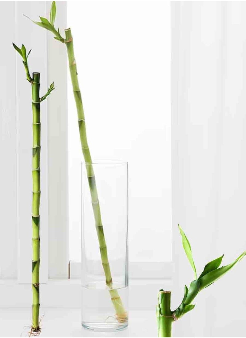 Natural Bamboo Plant 45 cm - pzsku/ZE5BF9373C56A915F9C84Z/45/_/1665844057/6e760dfe-baa1-4976-b558-636e6e5e19ff