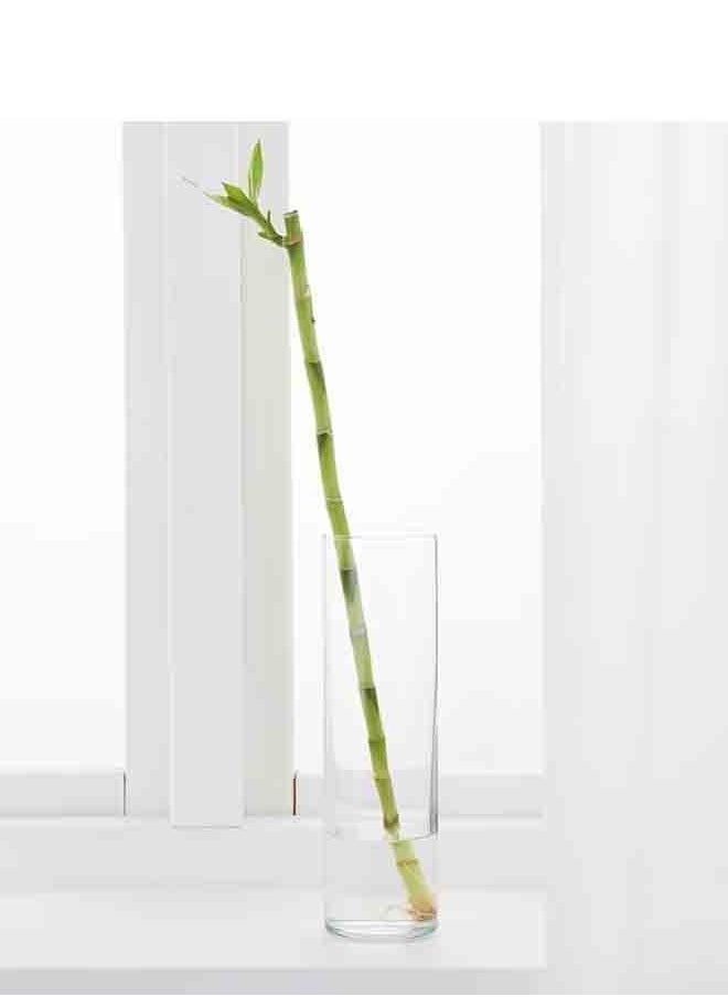 Natural Bamboo Plant 45 cm - pzsku/ZE5BF9373C56A915F9C84Z/45/_/1665844057/84bf2856-1f90-4498-b634-485f4075bed0