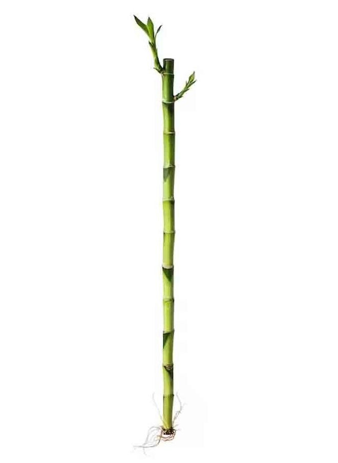 Natural Bamboo Plant 45 cm - pzsku/ZE5BF9373C56A915F9C84Z/45/_/1665844058/5c300c92-cd12-422d-b142-5b8bbc2f0531