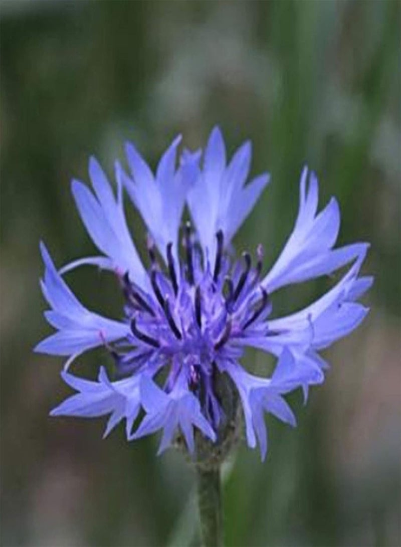 جي جوت 50 قطعة/حقيبة من بذور الزهور، بذور زهرة القنطور الزرقاء السنوية المفعمة بالحيوية للزراعة في الحديقة أو الفناء أو الهواء الطلق، 1 بذور زهرة الذرة - Image 2