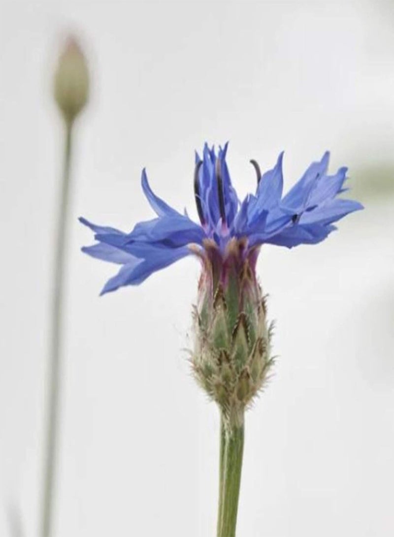 جي جوت 50 قطعة/حقيبة من بذور الزهور، بذور زهرة القنطور الزرقاء السنوية المفعمة بالحيوية للزراعة في الحديقة أو الفناء أو الهواء الطلق، 1 بذور زهرة الذرة - Image 3