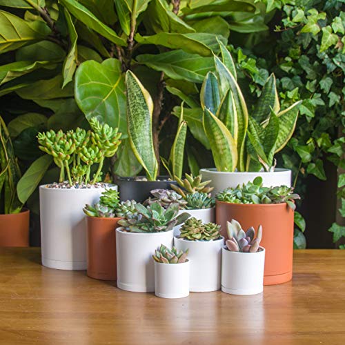 D'vine Dev 10 Pack Plastic Plant Pots for Plants, 6.5/6/5.5/5/4.5/4/3.5/3/2.5/2 Inch Indoor Planters Cylindrical Succulent Pot with Drainage Hole and Saucer, White, 74-S-A - Image 2