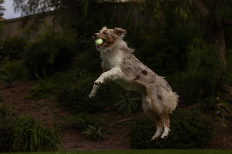 Chuckit! Glow in the Dark Bouncy Balls - Ball for Dogs, Chuckit Dog Toy, Max Glow Balls - Medium, 2.5 Inch, Pack of 1 - Image 2