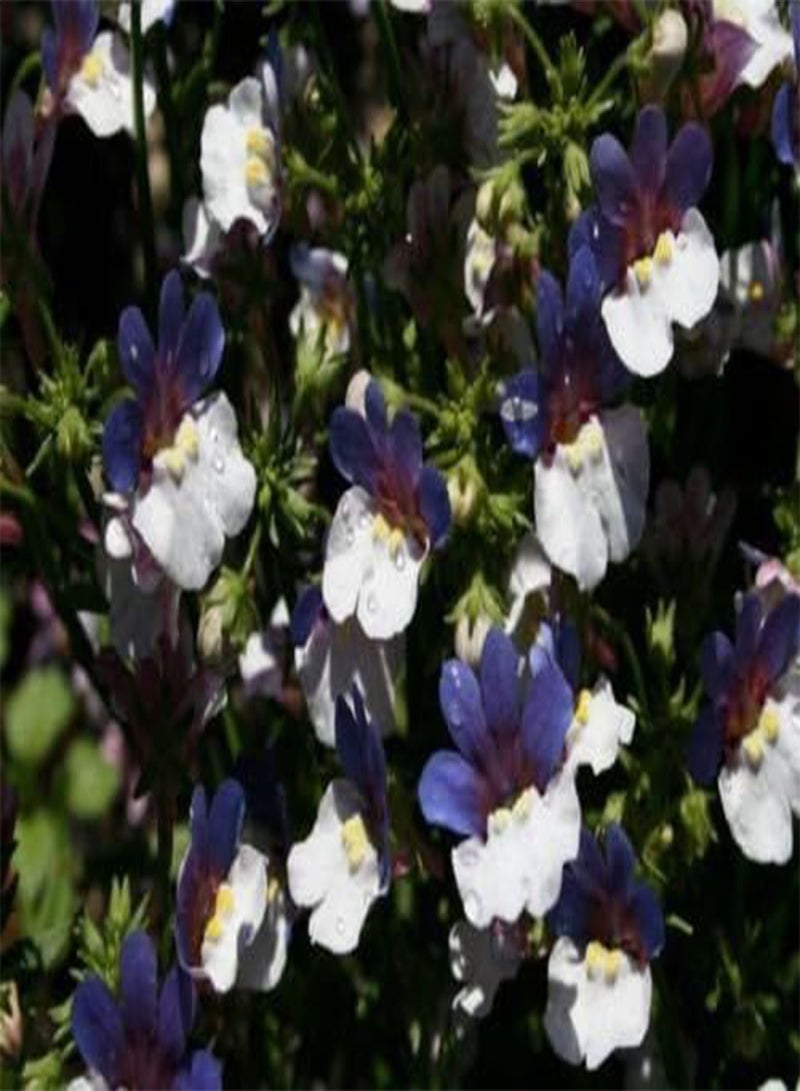 جي جوت 50 بذرة - بذور فقر الدم - مجوهرات كيب نيمويسيا - KLM: بذور فقط - Image 3