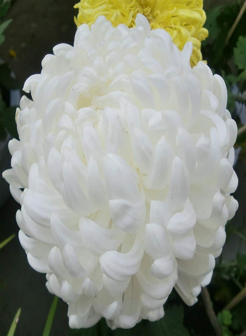 GGOOT Seed for Planting,100Pcs/Bag Chrysanthemum Seeds Natural Non-GMO White Perennial Pretty Flower Seeds for Patio Plant Seeds for Courtyard-Chrysanthemum Seeds - Image 5