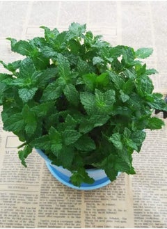 GGOOT 500pcs Mint Seeds for Family Garden Planting in Summer Brightly Colored Ornamental  - Image 2