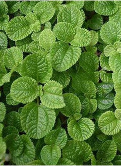 GGOOT 500pcs Mint Seeds for Family Garden Planting in Summer Brightly Colored Ornamental  - Image 1