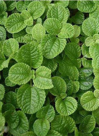 500pcs Mint Seeds for Family Garden Planting in Summer Brightly Colored Ornamental - pzsku/ZE5DF09F8C05B8CC7F754Z/45/_/1665068432/3ba5214d-ce14-496b-aac2-a626ce638da5
