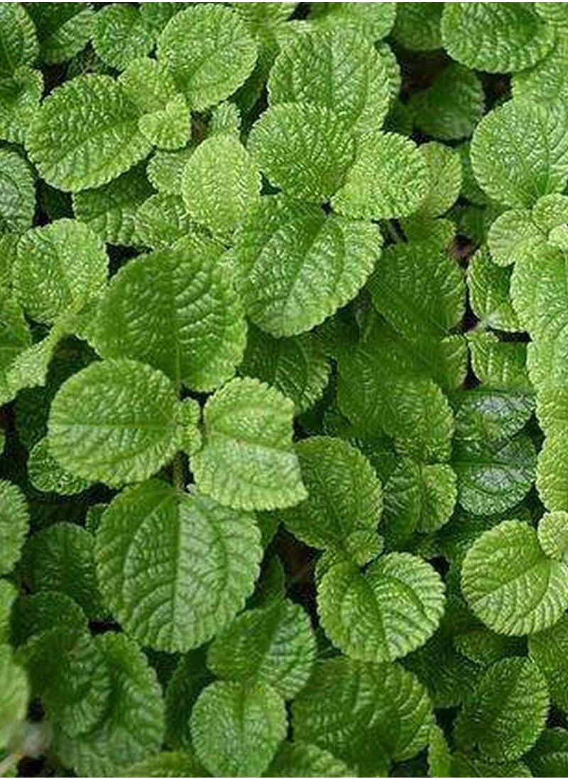 GGOOT 500pcs Mint Seeds for Family Garden Planting in Summer Brightly Colored Ornamental  - Image 1