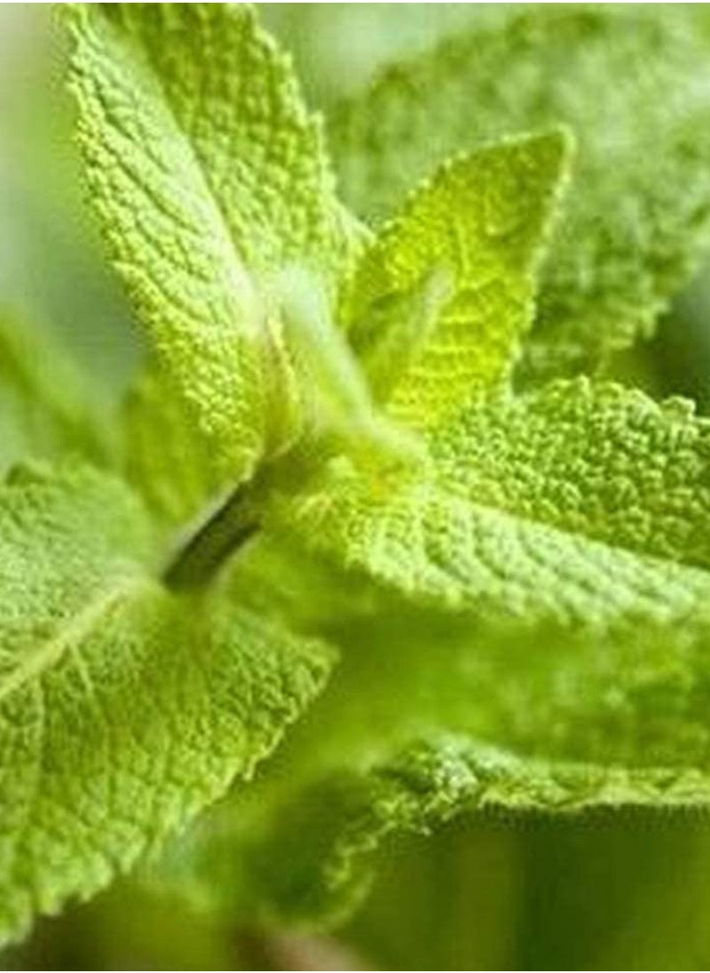 GGOOT 500pcs Mint Seeds for Family Garden Planting in Summer Brightly Colored Ornamental  - Image 3