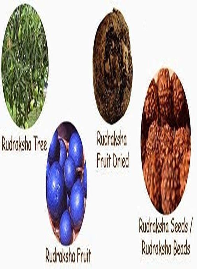 JINALI GEMS خرز رودراكشا نيبالي 5 موكي/وجه طبيعي 100% من جينالي جيمز - Image 3