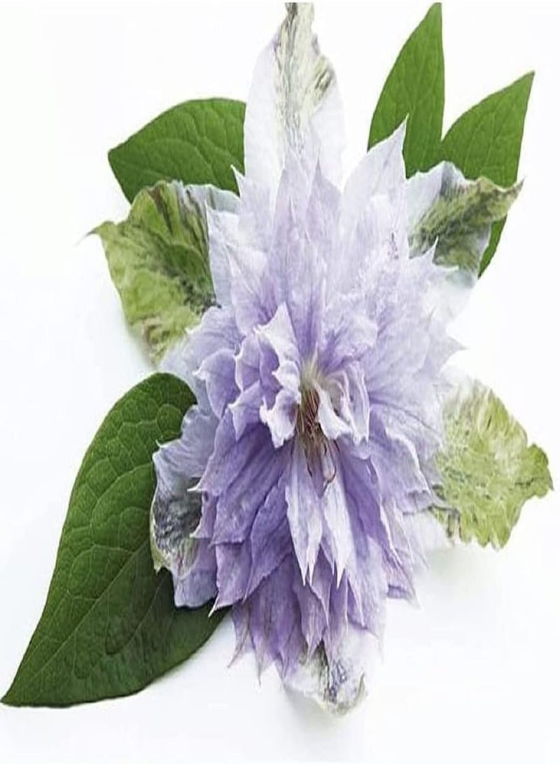 جي جوت 100 قطعة من بذور زهرة الياسمين الأرجوانية، لغز ساحر، يمكن زراعتها في جميع المناطق، يمكن رؤيتها في كل مكان بجانب الشجيرات على جانبي الطريق، مناسبة للمبتدئين - Image 2