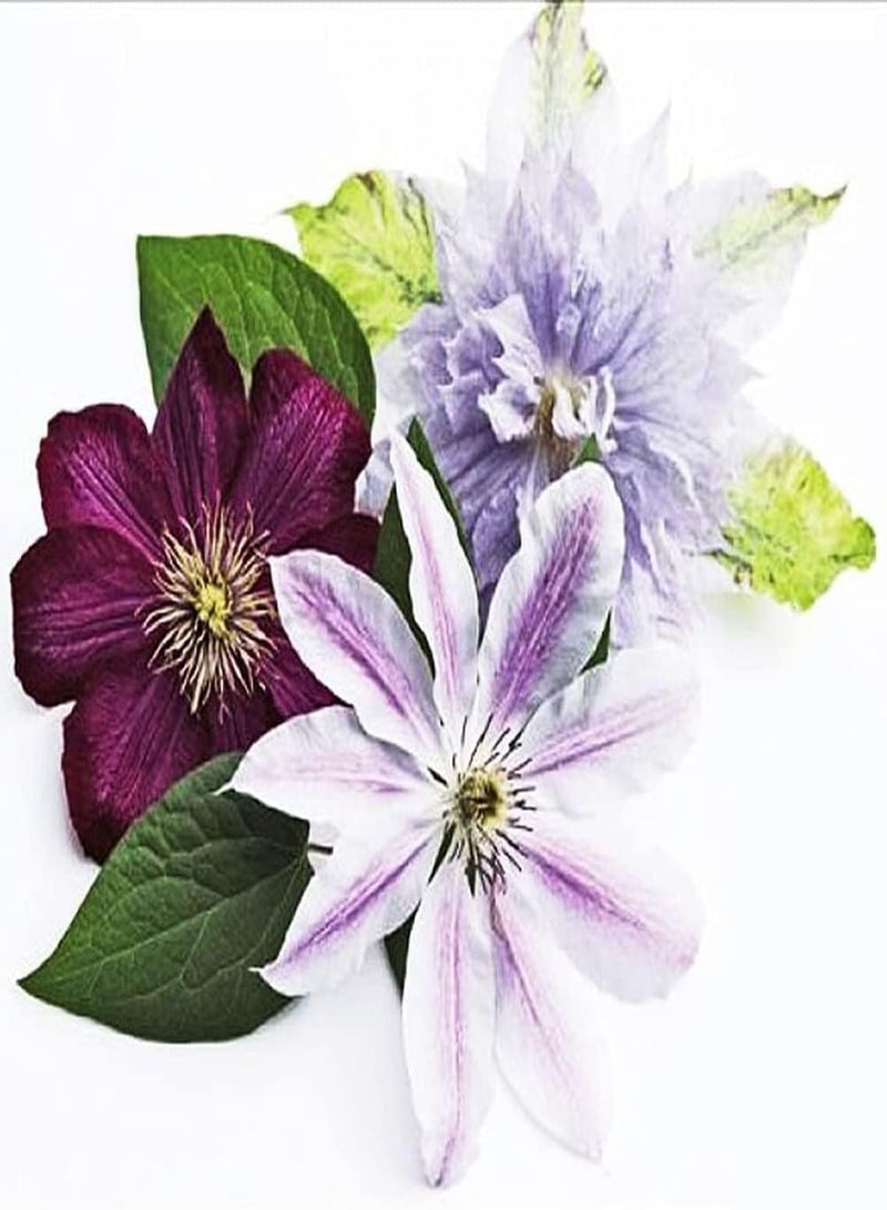 جي جوت 100 قطعة من بذور زهرة الياسمين الأرجوانية، لغز ساحر، يمكن زراعتها في جميع المناطق، يمكن رؤيتها في كل مكان بجانب الشجيرات على جانبي الطريق، مناسبة للمبتدئين - Image 1