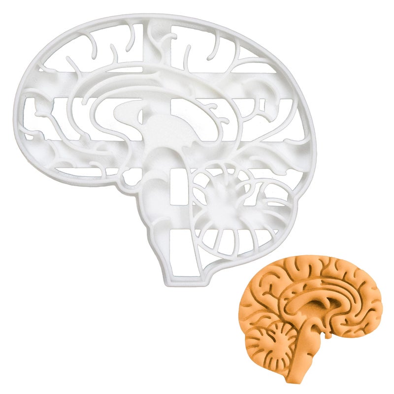 Anatomical Brain cookie cutter 1 piece  Bakerlogy