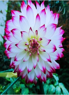 Long Flowering Period/Can be Planted All Year Round/Dahlia Seeds/Perennial Plants/Extraordinary flowers-55 PCS,d