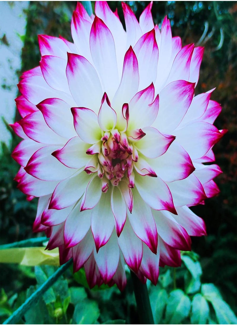 GGOOT - Long Flowering Period/Can be Planted All Year Round/Dahlia Seeds/Perennial Plants/Extraordinary flowers-55 PCS,d - Image 1