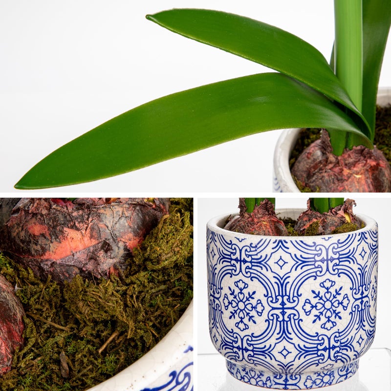 Briful Red Amaryllis Artificial Flowers in Blue Ceramic Pot 18.1" Faux Amaryllis Flower Arrangement with Decorative Bulbs Moss for Home Office Bathroom Table Shelf DÃ©cor - Image 3