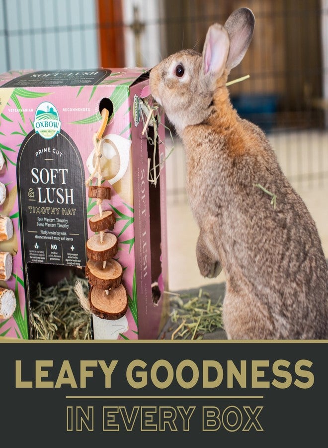 أوكسبو تبن تيموثي ناعم وفاخر من أوكس بو برايم كت، تبن فاخر للأرانب وخنازير غينيا، غذاء غني بالألياف للحيوانات الأليفة الصغيرة مثل الأرانب وخنازير غينيا والشنشيلات، يدعم صحة الأسنان، عبوة 20 أونصة - Image 2