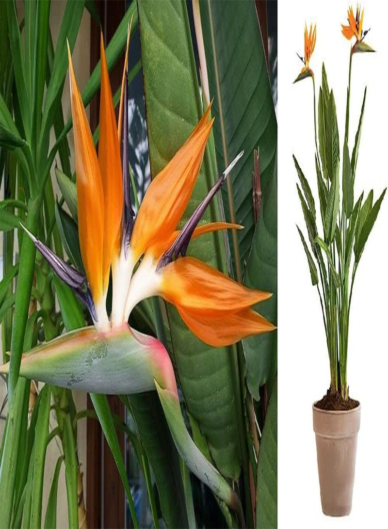 GGOOT Orange Bird of Paradise Strelitzia Reginae 10 Seeds - Image 1