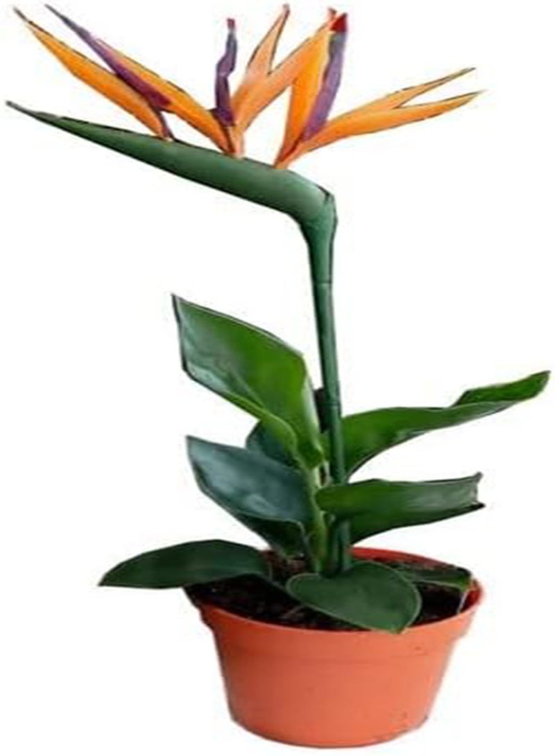 GGOOT Orange Bird of Paradise Strelitzia Reginae 10 Seeds - Image 2