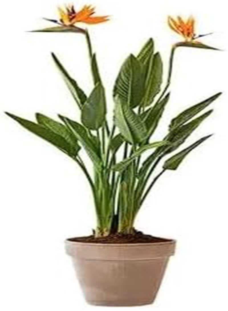 GGOOT Orange Bird of Paradise Strelitzia Reginae 10 Seeds - Image 3
