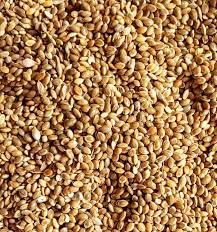 CooPany Organic Premium Foxtail Millet || Kangni Seeds || 100% Natural Bird Food for All Life Stages Budgies, Finches, Canaries, Lovebirds, Cockatiels (2kg) - Image 1