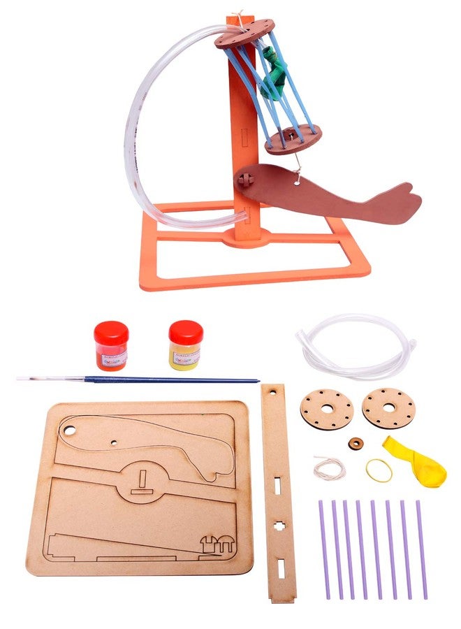 THE CURIOUS BRAIN® Human ARM Muscles Working Model- DO-IT-Yourself KIT for Girls & Boys- Science FAIR School Model- STEM Learning Activity- Biology Working Educational Toy - LAB Model - Image 2
