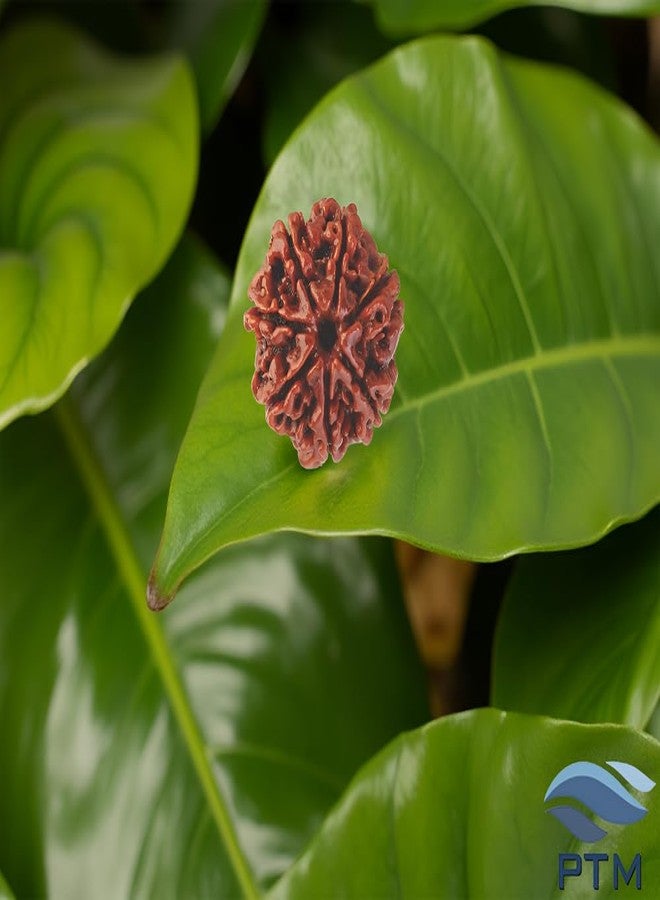 بي تي إم خرز رودراكشا نيبالي أصلي معتمد من PTM Natural، ذو سبعة أوجه (7 موخي)، مع شهادة اختبار معملي. - Image 2