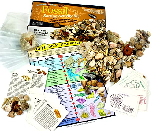 DANCING BEAR Fossil Collection Sorting Activity Kit with Over 100 Pcs More Than 20 Different Fossil Varieties Educational ID Sheet Color ID Cards Bags Magnifying Glass and Shark Teeth - Image 1
