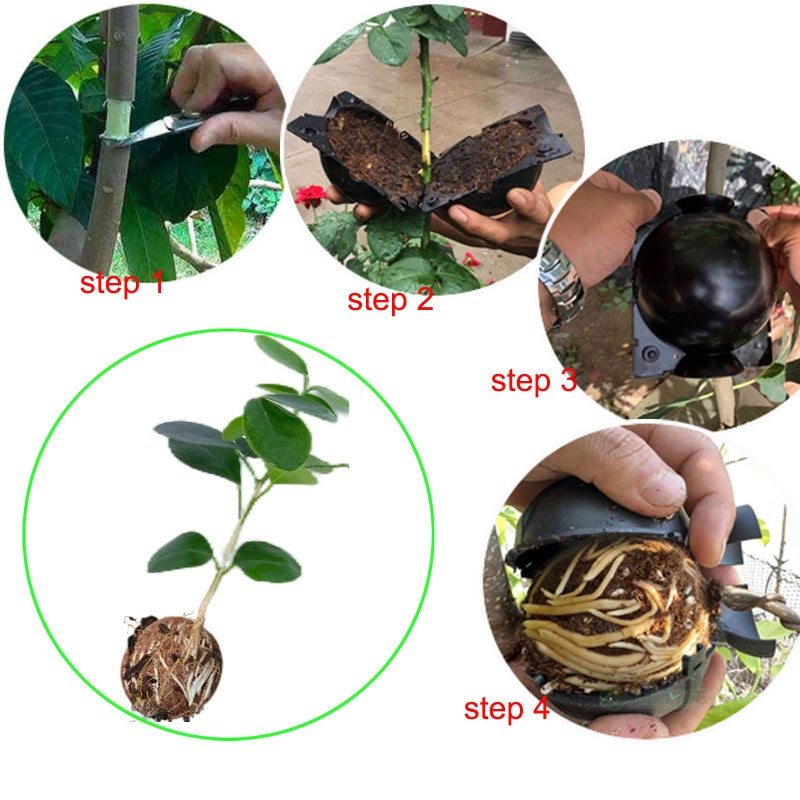 Lazzineer Tree Root Growing Box, Reusable Transparent Plants Asexual Reproduction Grafting Ball, High Pressure Air Layering Pods Propagation Kit (10pcs Small) - Image 3