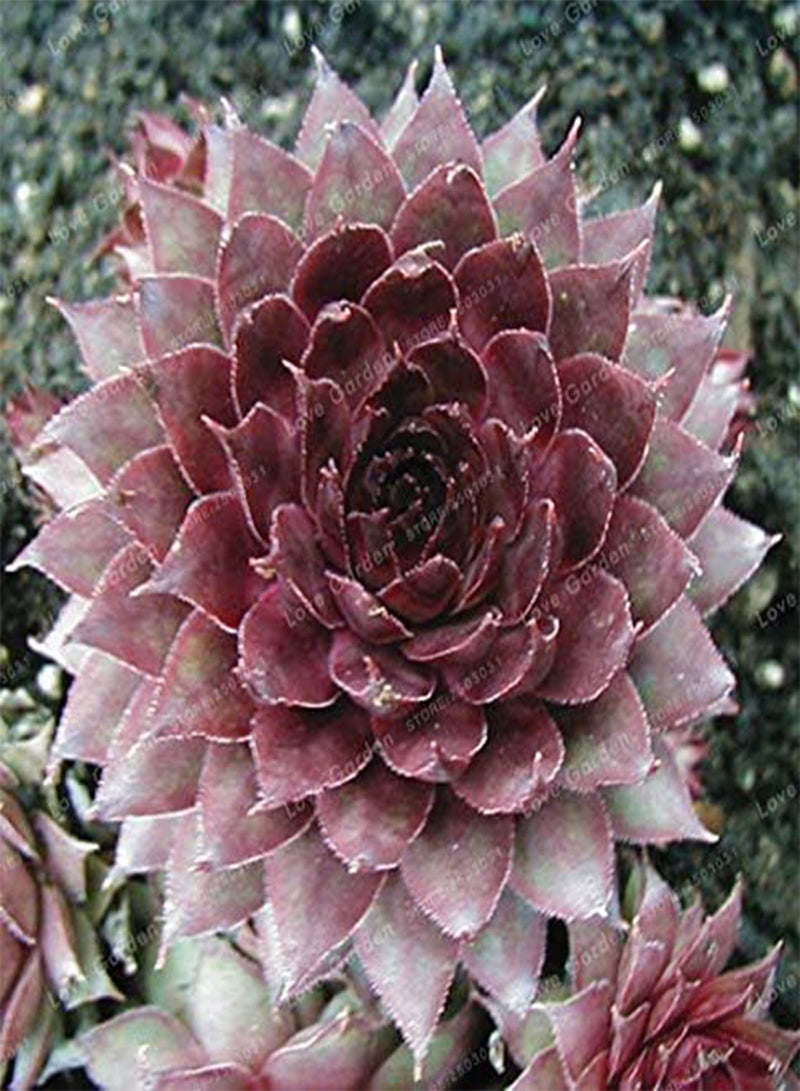 GGOOT New 100 pcs Succulent Sempervivum Plant Seeds for Gardening Maroon - Image 1