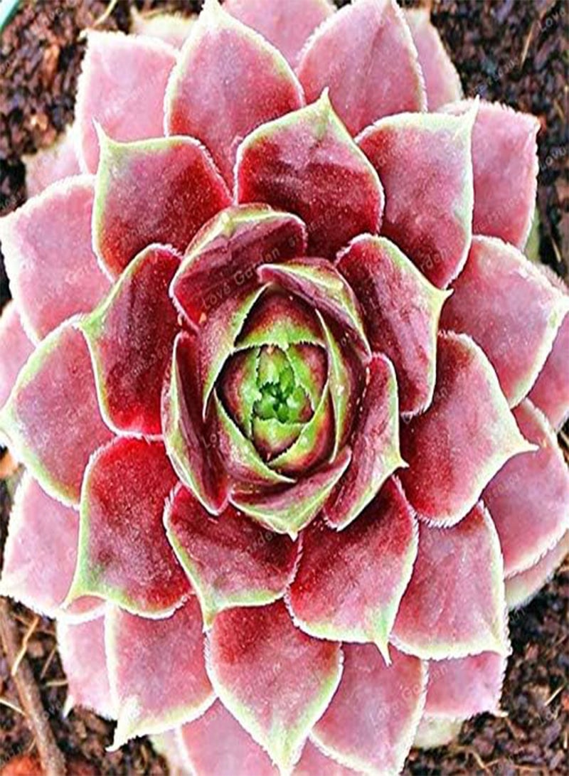 GGOOT New 100 pcs Succulent Sempervivum Plant Seeds for Gardening Maroon - Image 3