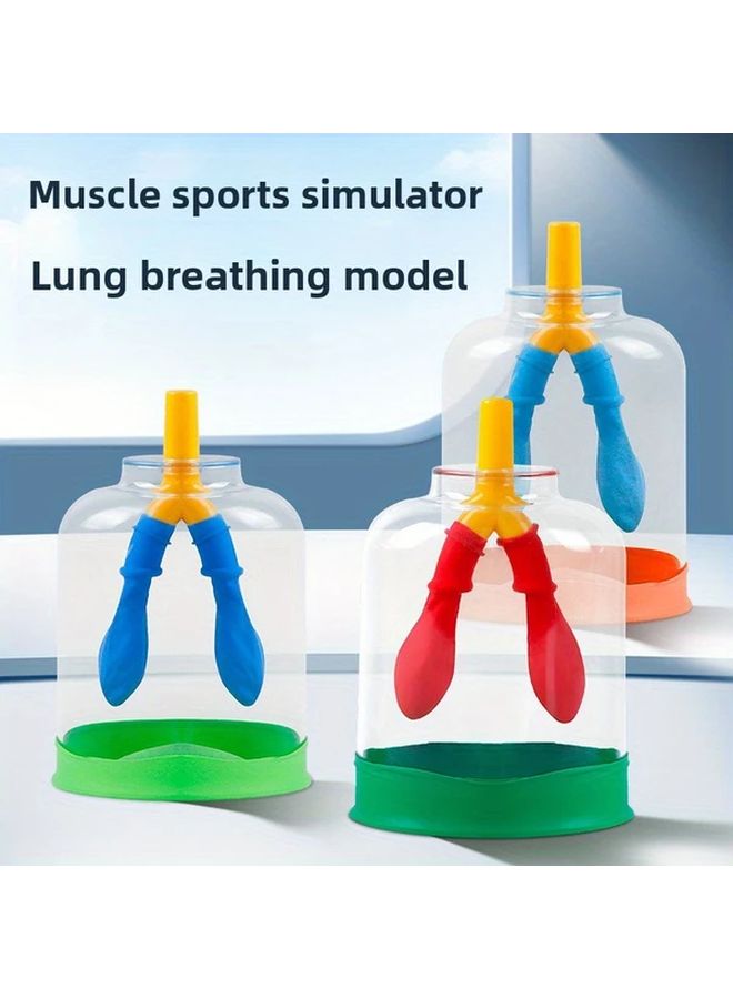 Respiratory Simulator Lung Gas Exchange Teaching Aid Diaphragm Movement Model Set - Image 2