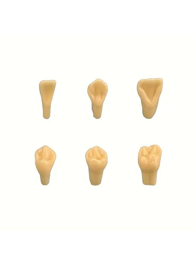 2 Times Dental Carving Model 28 Permanent Teeth With Iron Box Dental Training Mannequin - Image 3