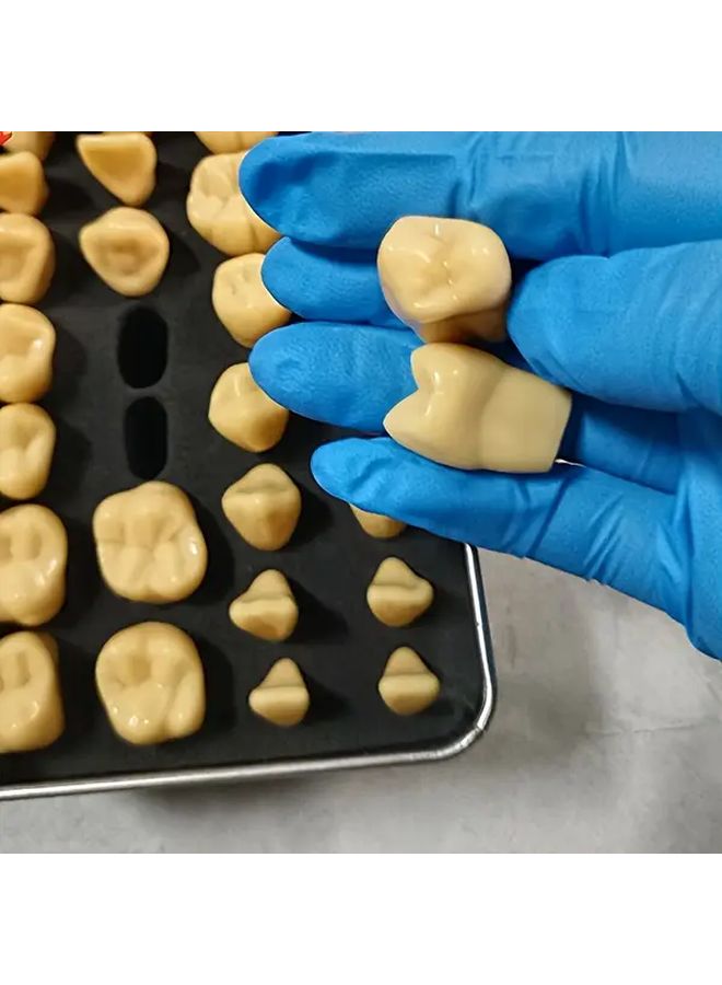 2 Times Dental Carving Model 28 Permanent Teeth With Iron Box Dental Training Mannequin - Image 5