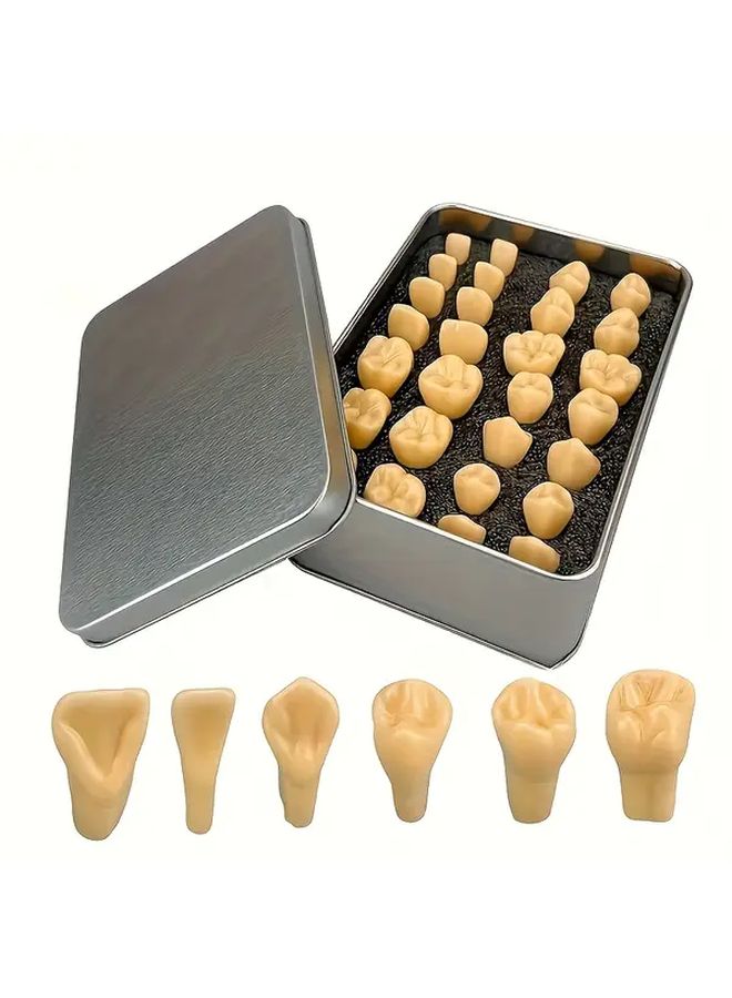 2 Times Dental Carving Model 28 Permanent Teeth With Iron Box Dental Training Mannequin - Image 2