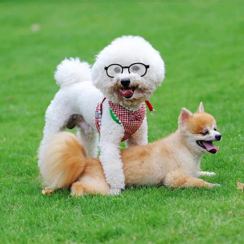 2Pcs Pet Dog Glasses Fashionable Puppy Party Eyeglasses Pet Eyewear - Image 2