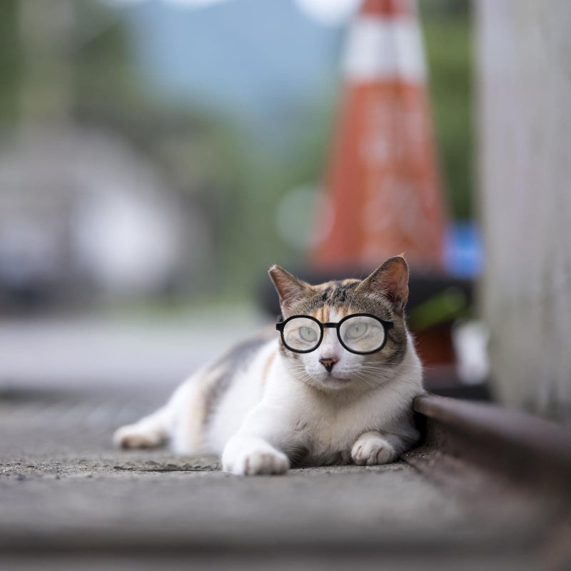2Pcs Pet Dog Glasses Fashionable Puppy Party Eyeglasses Pet Eyewear - Image 4